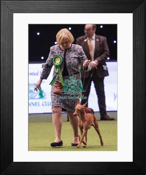 Framed Print : Crufts 2019 - Best of Breed / Hound Framed Print : Crufts 2019 - Best of Breed / Hound