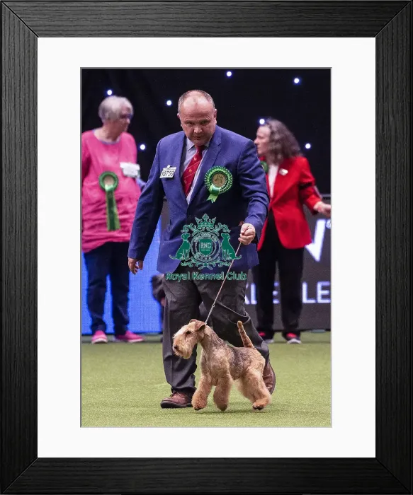 Framed Print : Crufts 2019 - Best of Breed  /  Terrier