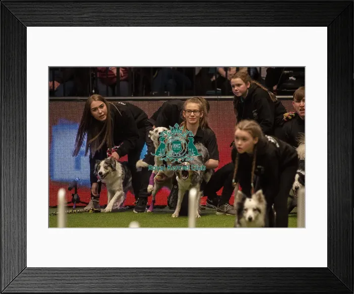 Framed Print : Crufts 2019 - Day Three, NEC, UK - 9 Mar 2019 Framed Print : Crufts 2019 - Day Three, NEC, UK - 9 Mar 2019