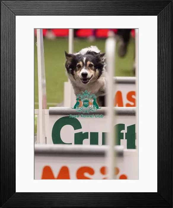 Framed Print : Crufts 2019 - Day Three, NEC, UK - 9 Mar 2019 Framed Print : Crufts 2019 - Day Three, NEC, UK - 9 Mar 2019