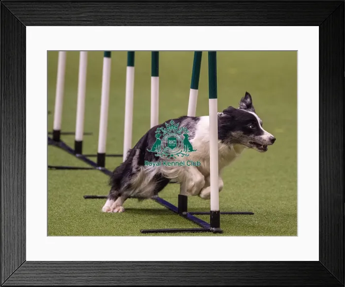 Framed Print : Crufts 2019 - Day Three, NEC, UK - 9 Mar 2019 Framed Print : Crufts 2019 - Day Three, NEC, UK - 9 Mar 2019