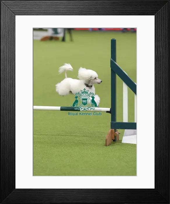 Framed Print : Crufts 2019 - Day Three, NEC, UK - 9 Mar 2019 Framed Print : Crufts 2019 - Day Three, NEC, UK - 9 Mar 2019
