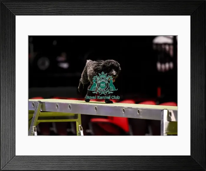 Framed Print : Crufts 2019 - Day Three, NEC, UK - 9 Mar 2019