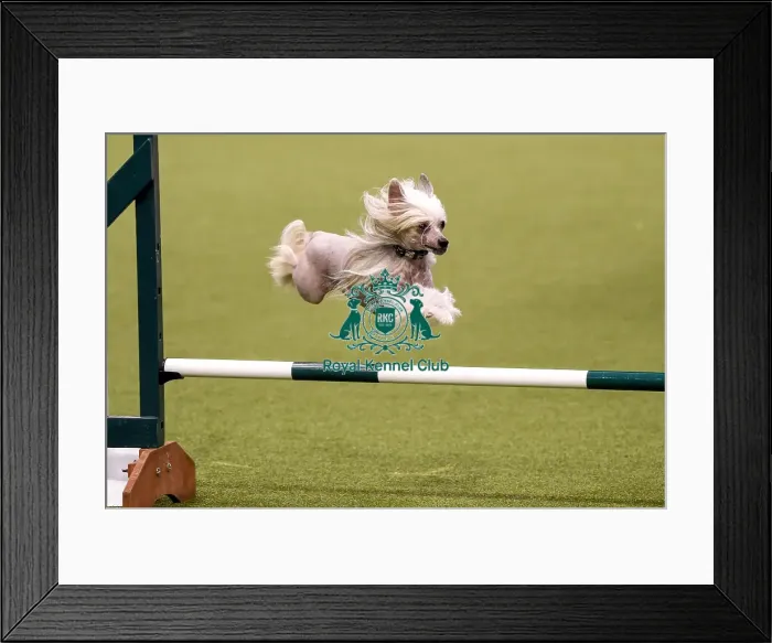 Framed Print : Crufts 2019 - Day Three, NEC, UK - 9 Mar 2019 Framed Print : Crufts 2019 - Day Three, NEC, UK - 9 Mar 2019