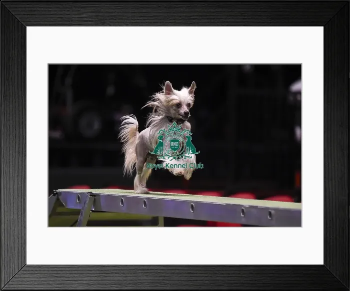 Framed Print : Crufts 2019 - Day Three, NEC, UK - 9 Mar 2019 Framed Print : Crufts 2019 - Day Three, NEC, UK - 9 Mar 2019