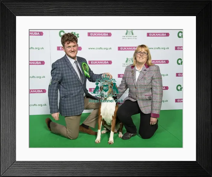 Framed Print : Crufts 2019 - Best of Breed / Hound Framed Print : Crufts 2019 - Best of Breed / Hound