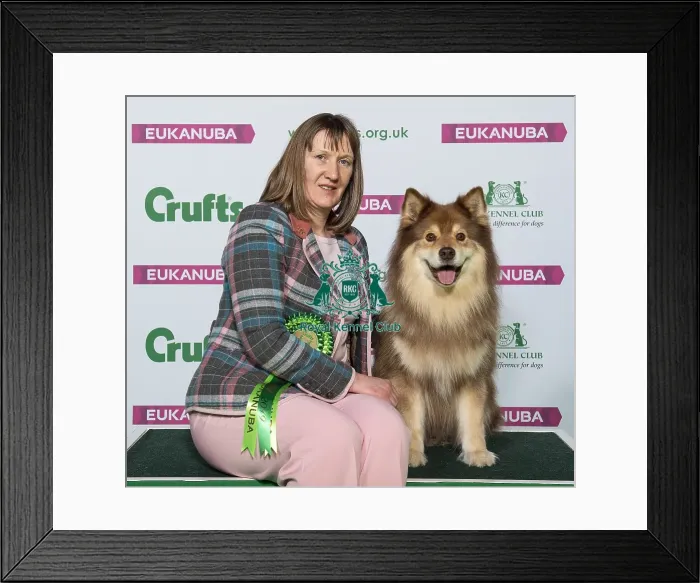 Framed Print : Crufts 2019 - Best of Breed / Pastoral Framed Print : Crufts 2019 - Best of Breed / Pastoral