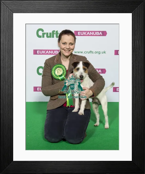 Framed Print : Crufts 2019 - Best of Breed / Terrier Framed Print : Crufts 2019 - Best of Breed / Terrier