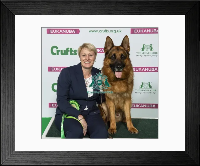 Framed Print : Crufts 2019 - Best of Breed  /  Pastoral