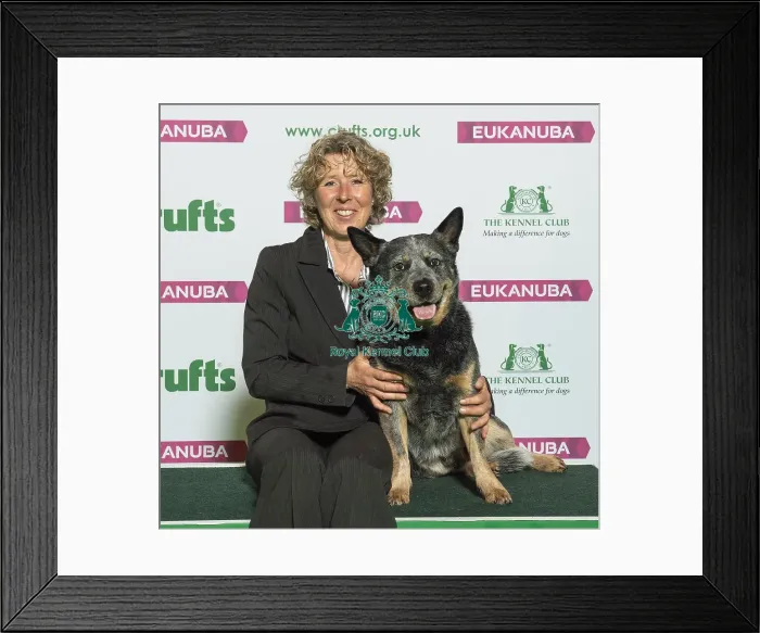 Framed Print : Crufts 2019 - Best of Breed / Pastoral Framed Print : Crufts 2019 - Best of Breed / Pastoral