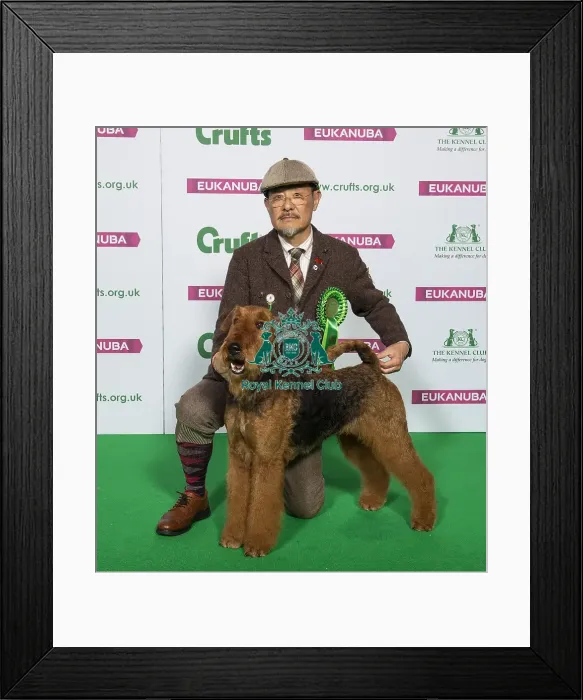 Framed Print : Crufts 2019 - Best of Breed / Terrier Framed Print : Crufts 2019 - Best of Breed / Terrier