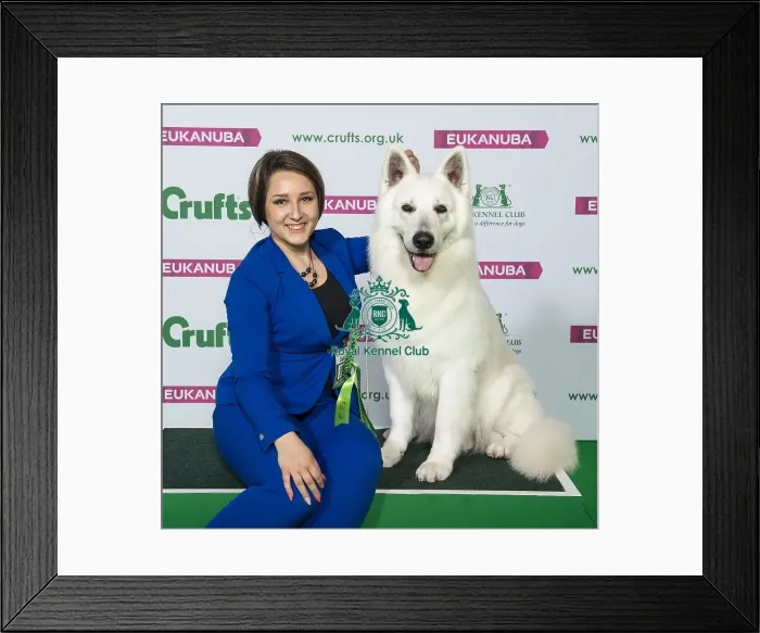 Framed Print : Crufts 2019 - Best of Breed / Pastoral Framed Print : Crufts 2019 - Best of Breed / Pastoral