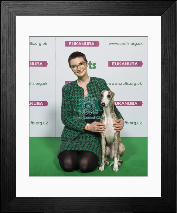 Framed Print : Crufts 2019 - Best of Breed / Hound Framed Print : Crufts 2019 - Best of Breed / Hound