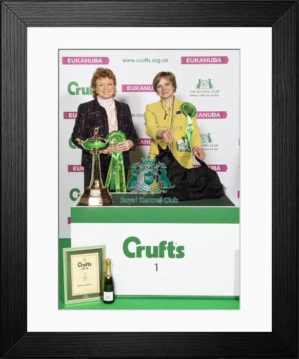 Framed Print : Crufts 2019 - Best of Breed / Terrier Framed Print : Crufts 2019 - Best of Breed / Terrier