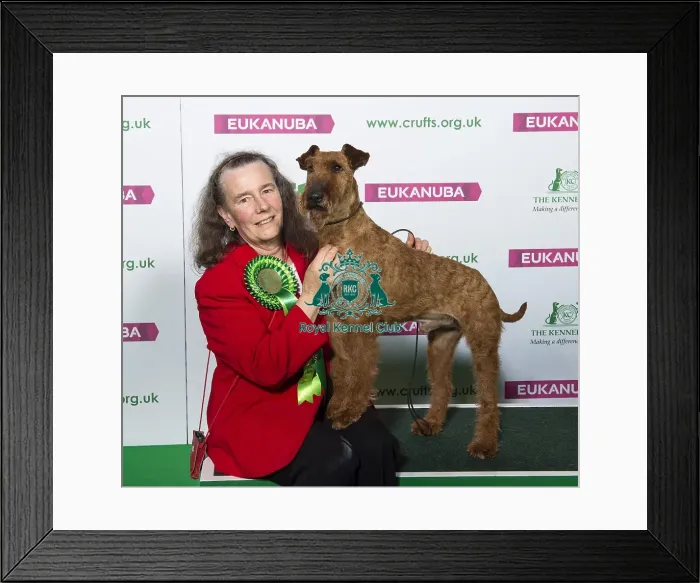 Framed Print : Crufts 2019 - Best of Breed  /  Terrier