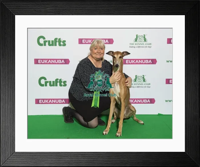 Framed Print : Crufts 2019 - Best of Breed / Hound Framed Print : Crufts 2019 - Best of Breed / Hound