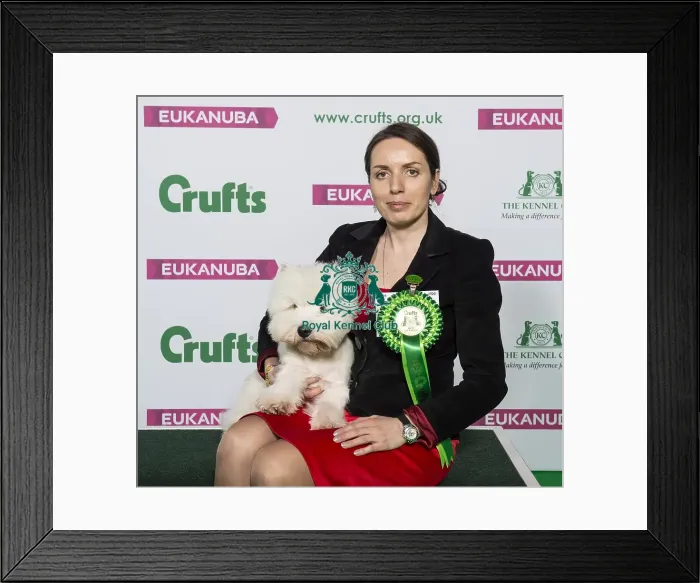 Framed Print : Crufts 2019 - Best of Breed / Terrier Framed Print : Crufts 2019 - Best of Breed / Terrier