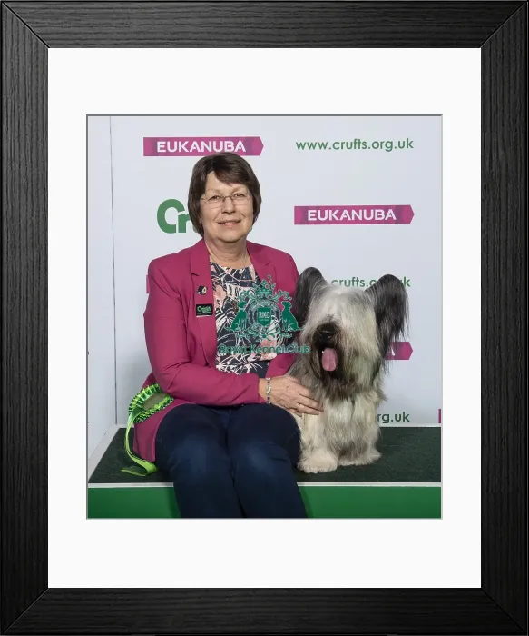 Framed Print : Crufts 2019 - Best of Breed / Terrier Framed Print : Crufts 2019 - Best of Breed / Terrier