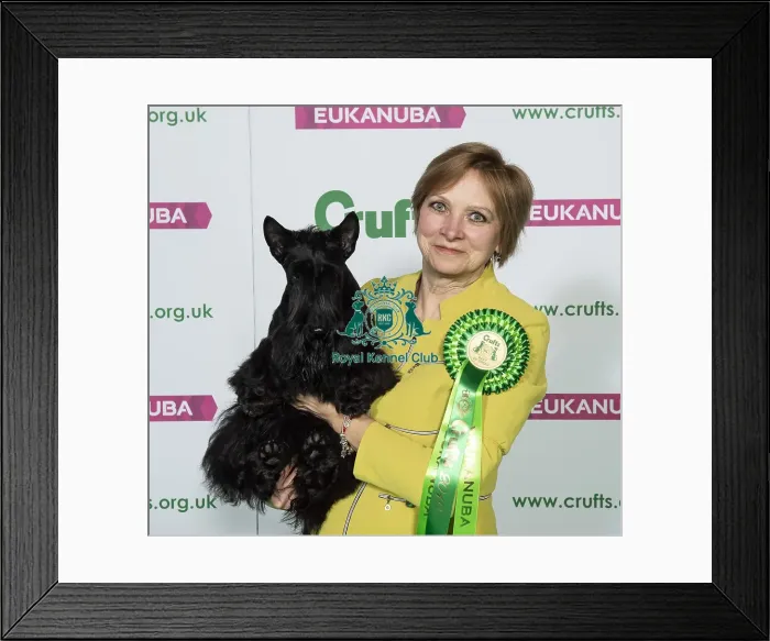 Framed Print : Crufts 2019 - Best of Breed / Terrier Framed Print : Crufts 2019 - Best of Breed / Terrier