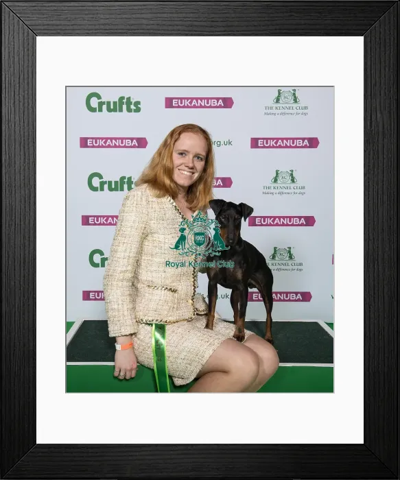 Framed Print : Crufts 2019 - Best of Breed / Terrier Framed Print : Crufts 2019 - Best of Breed / Terrier