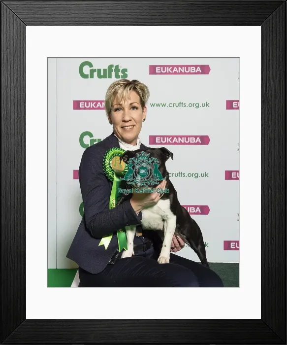 Framed Print : Crufts 2019 - Best of Breed / Terrier Framed Print : Crufts 2019 - Best of Breed / Terrier