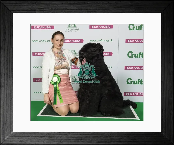 Framed Print : Crufts 2019 - Best of Breed / Working Framed Print : Crufts 2019 - Best of Breed / Working