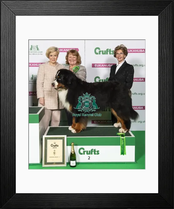 Framed Print : Crufts 2019 - Best of Breed / Working Framed Print : Crufts 2019 - Best of Breed / Working