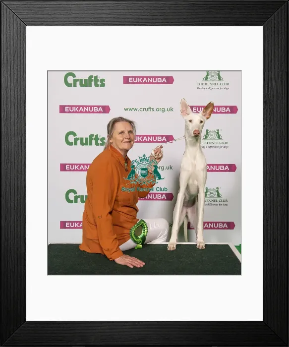 Framed Print : Crufts 2019 - Best of Breed / Hound Framed Print : Crufts 2019 - Best of Breed / Hound