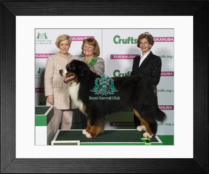 Framed Print : Crufts 2019 - Best of Breed / Working Framed Print : Crufts 2019 - Best of Breed / Working