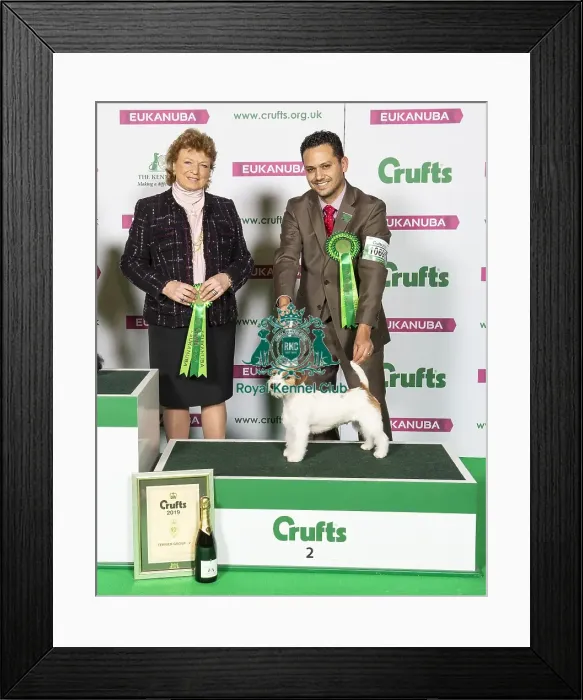 Framed Print : Crufts 2019 - Best of Breed  /  Terrier