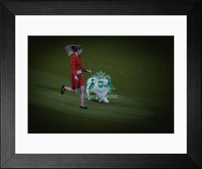 Framed Print : Crufts 2019 - Day Two, NEC, UK - 8 Mar 2019 Framed Print : Crufts 2019 - Day Two, NEC, UK - 8 Mar 2019