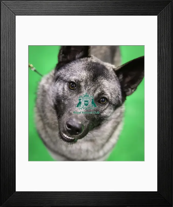 Framed Print : Crufts 2019 - Day Three, NEC, UK - 9 Mar 2019 Framed Print : Crufts 2019 - Day Three, NEC, UK - 9 Mar 2019