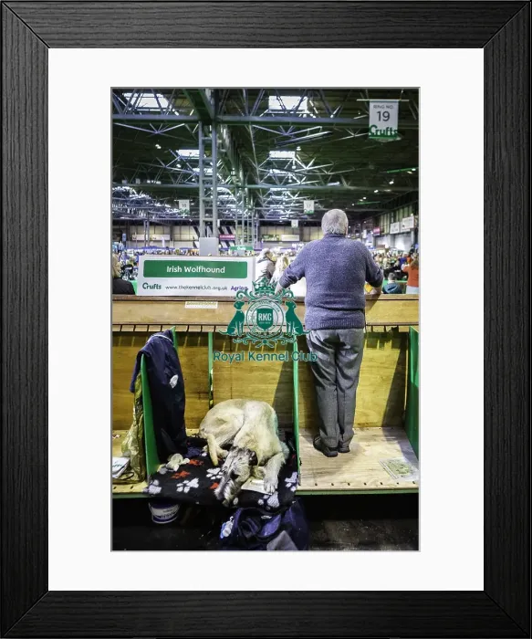 Framed Print : Crufts 2019 - Day Three, NEC, UK - 9 Mar 2019 Framed Print : Crufts 2019 - Day Three, NEC, UK - 9 Mar 2019