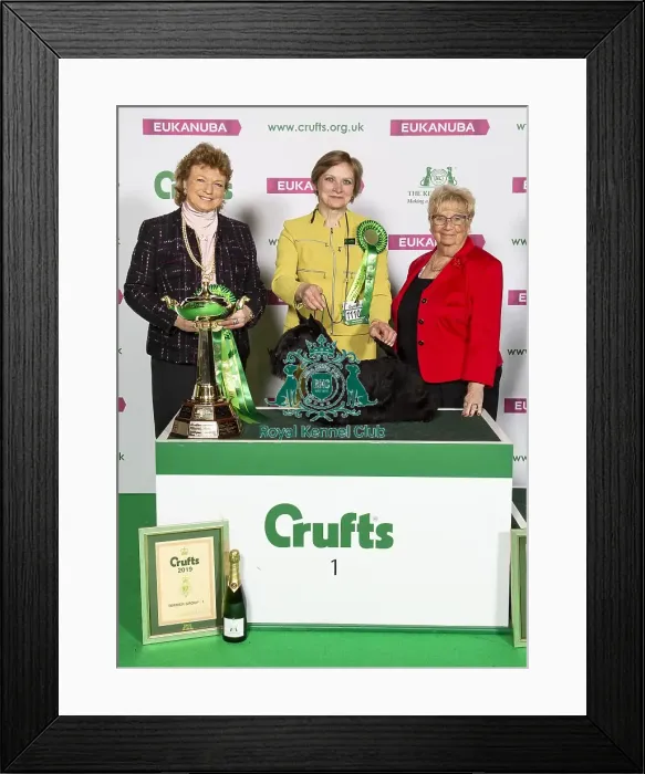 Framed Print : Crufts 2019 - Best of Breed / Terrier Framed Print : Crufts 2019 - Best of Breed / Terrier
