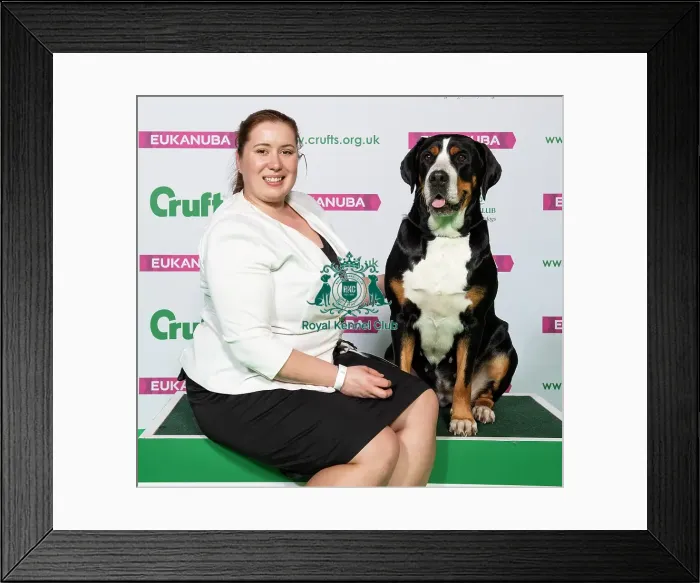 Framed Print : Crufts 2019 - Best of Breed / Working Framed Print : Crufts 2019 - Best of Breed / Working