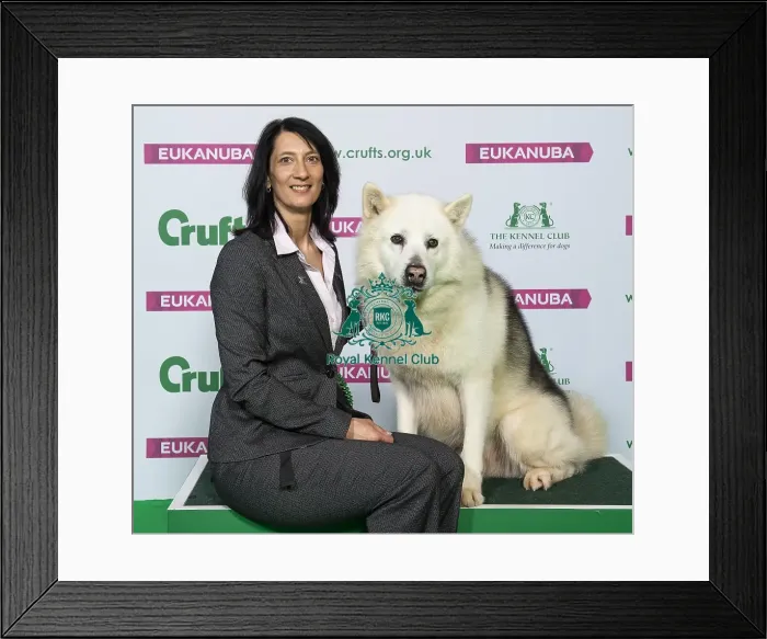 Framed Print : Crufts 2019 - Best of Breed / Working Framed Print : Crufts 2019 - Best of Breed / Working