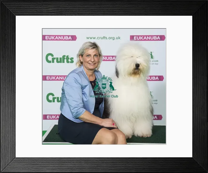 Framed Print : Crufts 2019 - Best of Breed / Pastoral Framed Print : Crufts 2019 - Best of Breed / Pastoral