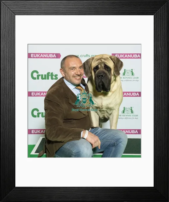 Framed Print : Crufts 2019 - Best of Breed  /  Working