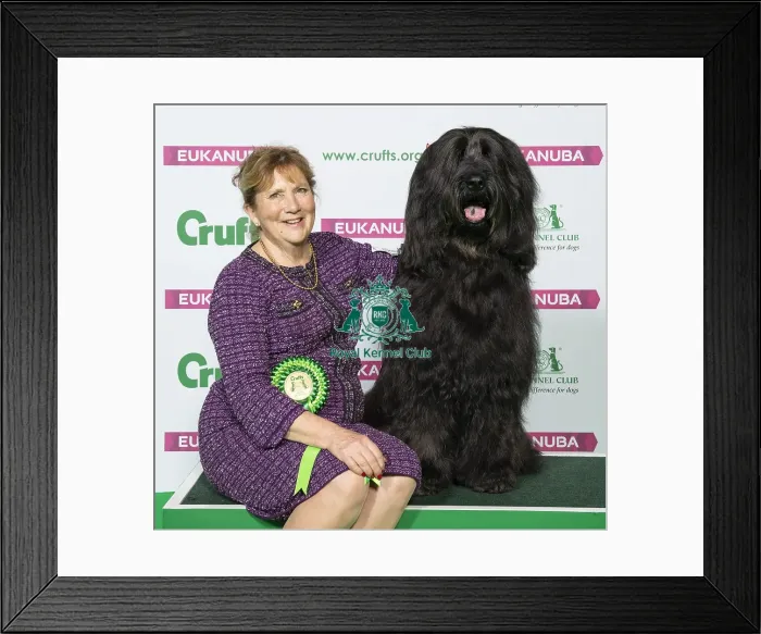 Framed Print : Crufts 2019 - Best of Breed / Pastoral Framed Print : Crufts 2019 - Best of Breed / Pastoral