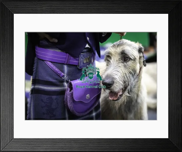 Framed Print : Crufts 2019 - Day Three, NEC, UK - 9 Mar 2019 Framed Print : Crufts 2019 - Day Three, NEC, UK - 9 Mar 2019