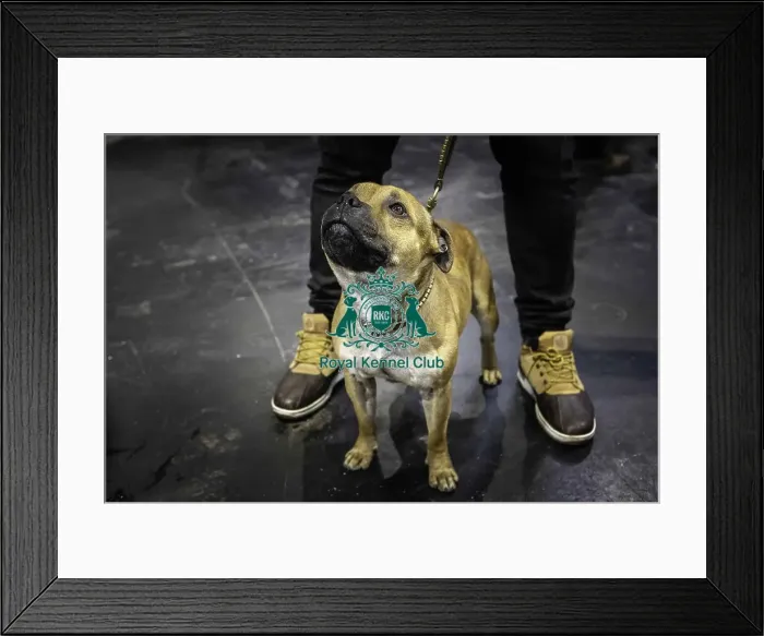 Framed Print : Crufts 2019 - Day Three, NEC, UK - 9 Mar 2019 Framed Print : Crufts 2019 - Day Three, NEC, UK - 9 Mar 2019
