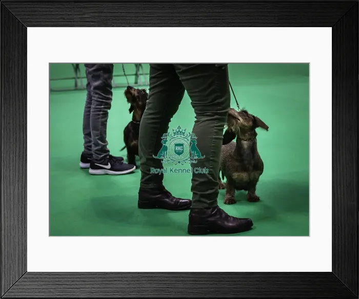 Framed Print : Crufts 2019 - Day Three, NEC, UK - 9 Mar 2019 Framed Print : Crufts 2019 - Day Three, NEC, UK - 9 Mar 2019