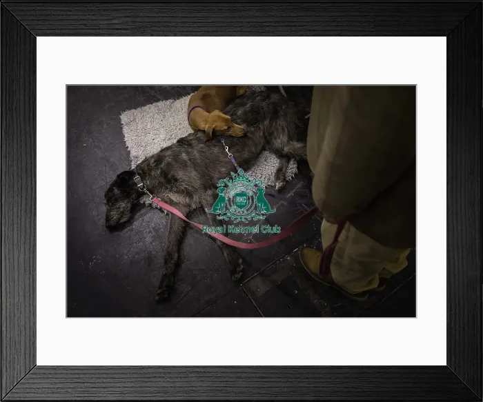 Framed Print : Crufts 2019 - Day Three, NEC, UK - 9 Mar 2019