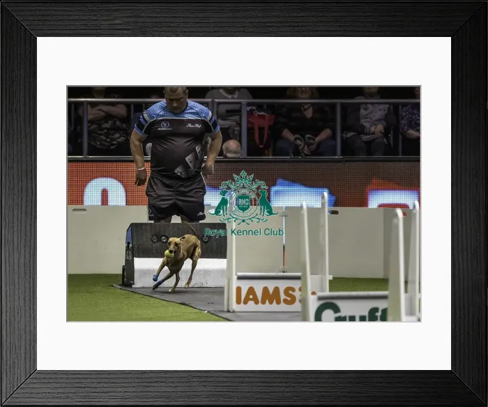 Framed Print : Crufts 2019 - Day Two, NEC, UK - 8 Mar 2019 Framed Print : Crufts 2019 - Day Two, NEC, UK - 8 Mar 2019