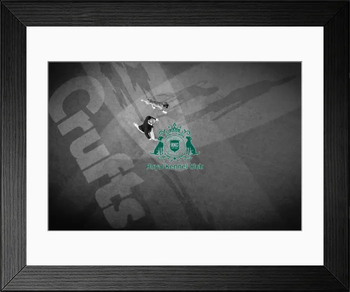 Framed Print : Crufts 2019 - Day Two, NEC, UK - 8 Mar 2019 Framed Print : Crufts 2019 - Day Two, NEC, UK - 8 Mar 2019