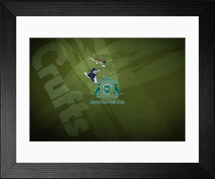 Framed Print : Crufts 2019 - Day Two, NEC, UK - 8 Mar 2019 Framed Print : Crufts 2019 - Day Two, NEC, UK - 8 Mar 2019
