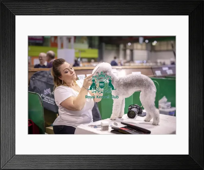 Framed Print : Crufts 2019 - Day Three, NEC, UK - 9 Mar 2019 Framed Print : Crufts 2019 - Day Three, NEC, UK - 9 Mar 2019