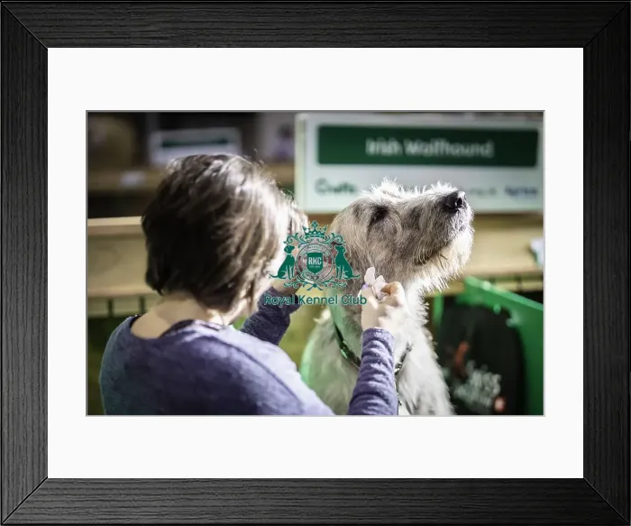 Framed Print : Crufts 2019 - Day Three, NEC, UK - 9 Mar 2019 Framed Print : Crufts 2019 - Day Three, NEC, UK - 9 Mar 2019