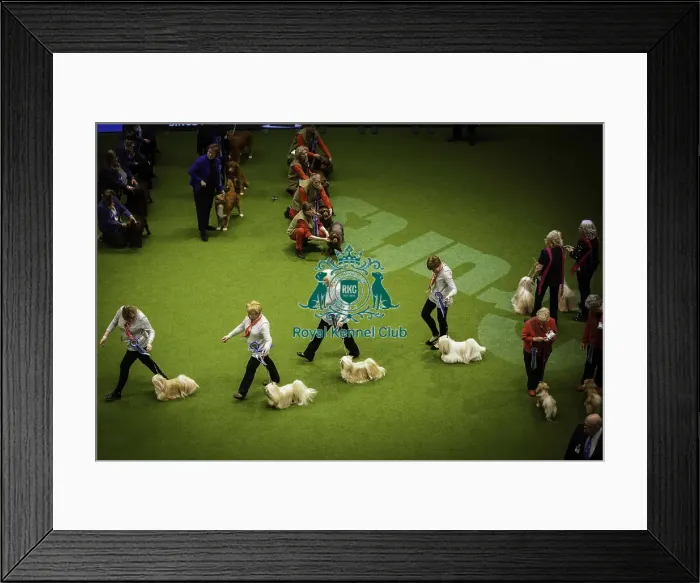 Framed Print : Crufts 2019 - Day Two, NEC, UK - 8 Mar 2019 Framed Print : Crufts 2019 - Day Two, NEC, UK - 8 Mar 2019