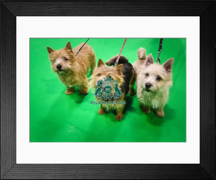 Framed Print : Crufts 2019 - Day Three, NEC, UK - 9 Mar 2019 Framed Print : Crufts 2019 - Day Three, NEC, UK - 9 Mar 2019